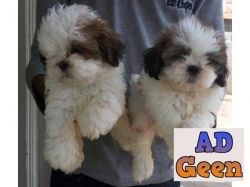 SHIH TZU PUPPIES AVAILABLE BEST QUALITIES 9394723663